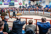 Longtown Ram Fair-04